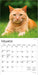 Cat Lovers 2026 Mini Wall Calendar