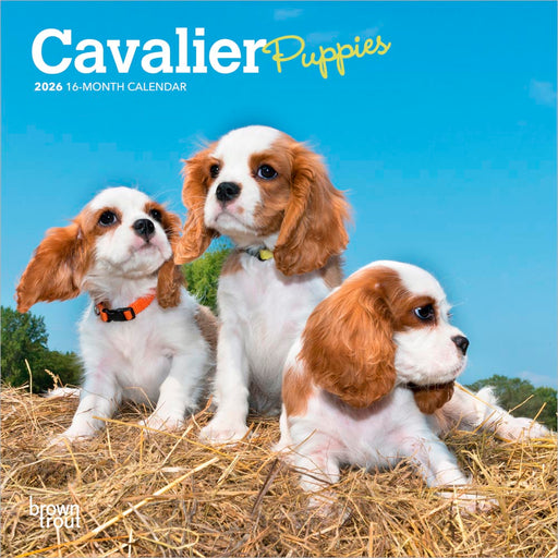 Cavalier Puppies 2026 Mini Wall Calendar
