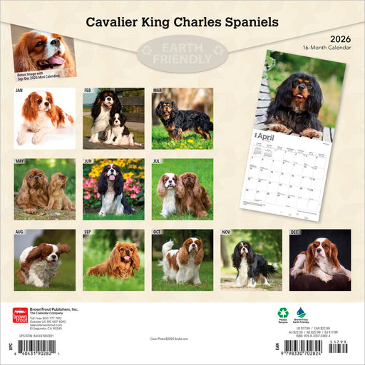Cavalier King Charles Spaniels 2026 Square Wall Calendar