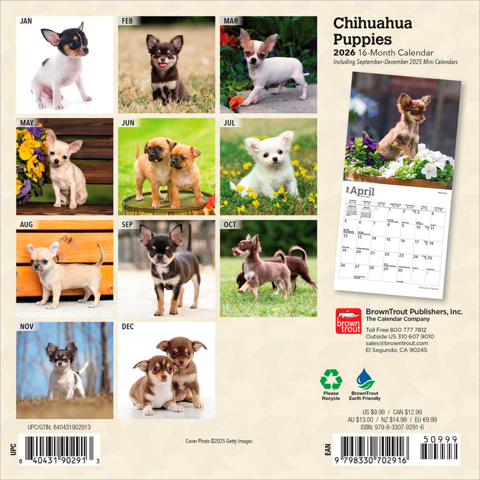 Chihuahua Puppies 2026 Mini Wall Calendar