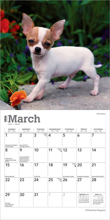 Chihuahua Puppies 2026 Mini Wall Calendar
