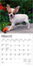 Chihuahua Puppies 2026 Mini Wall Calendar
