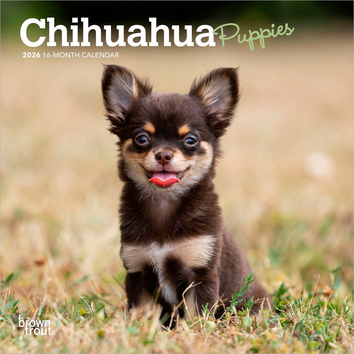Chihuahua Puppies 2026 Mini Wall Calendar