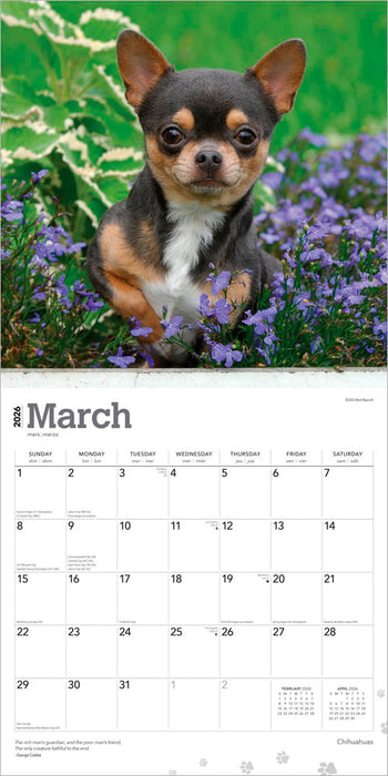 Chihuahuas 2026 Square Wall Calendar