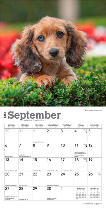 Dachshund Puppies 2026 Mini Wall Calendar