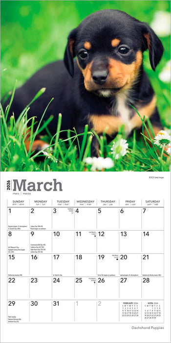 Dachshund Puppies 2026 Mini Wall Calendar
