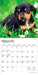 Dachshund Puppies 2026 Mini Wall Calendar