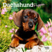 Dachshund Puppies 2026 Mini Wall Calendar