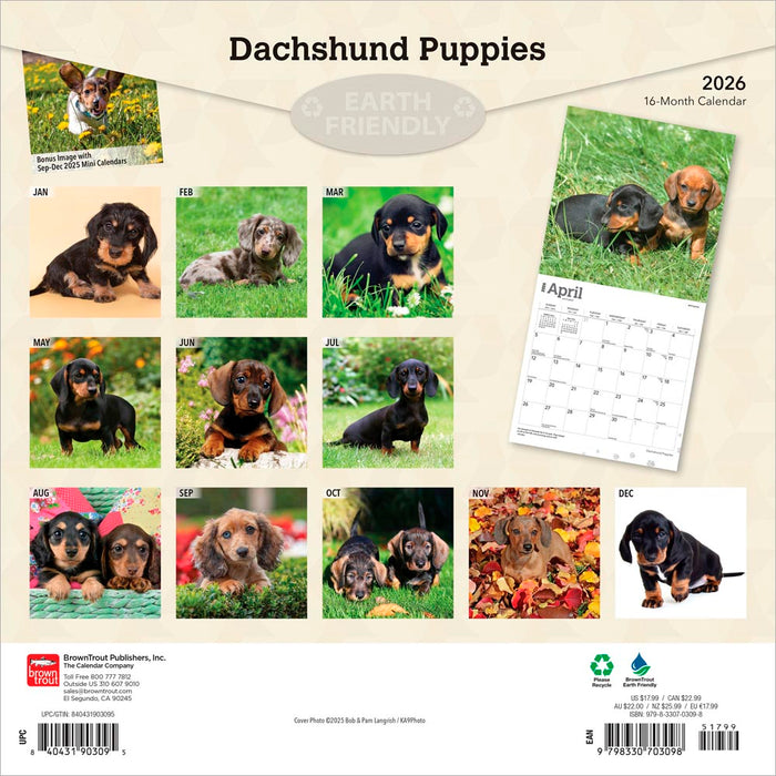 Dachshund Puppies 2026 Square Wall Calendar
