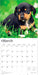 Dachshund Puppies 2026 Square Wall Calendar