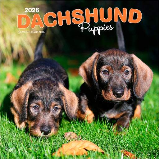 Dachshund Puppies 2026 Square Wall Calendar
