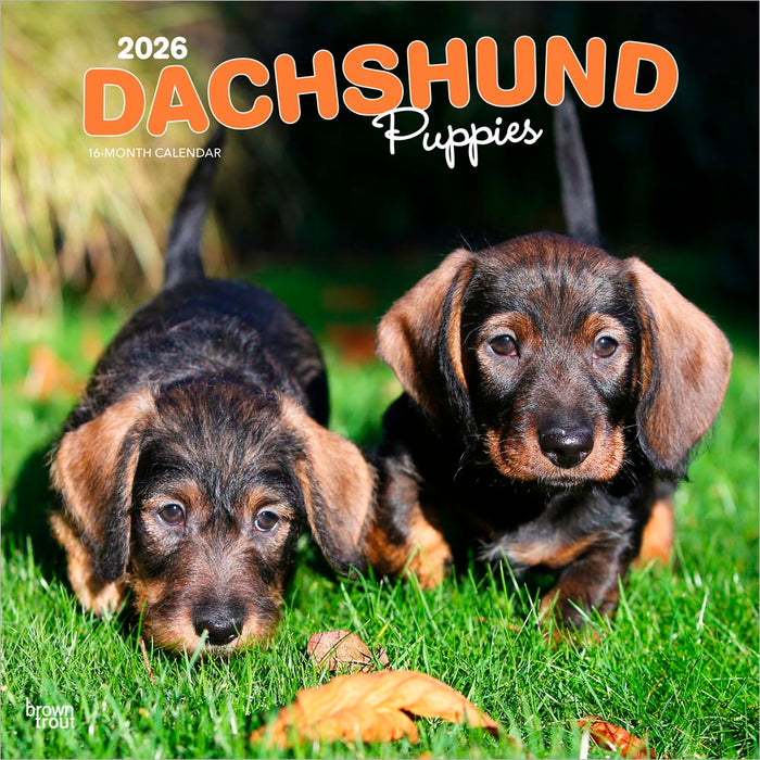 Dachshund Puppies 2026 Square Wall Calendar