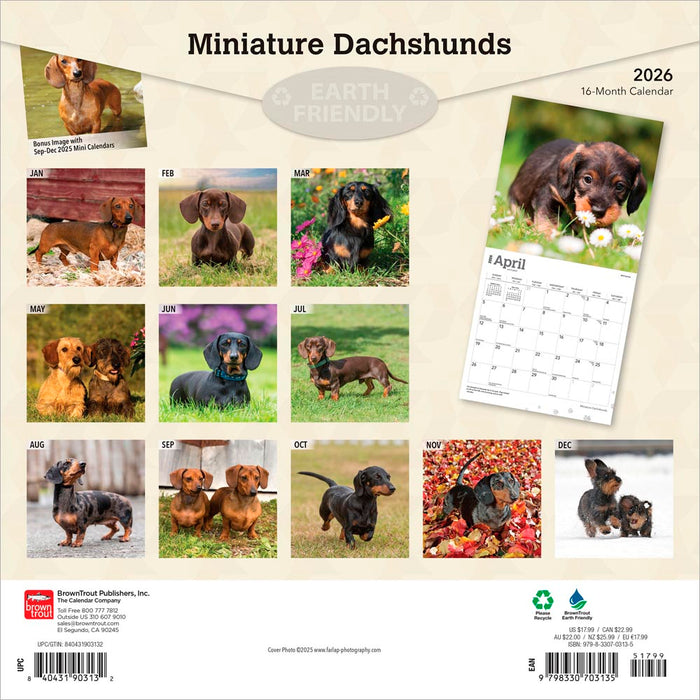 Miniature Dachshunds 2026 Square Wall Calendar