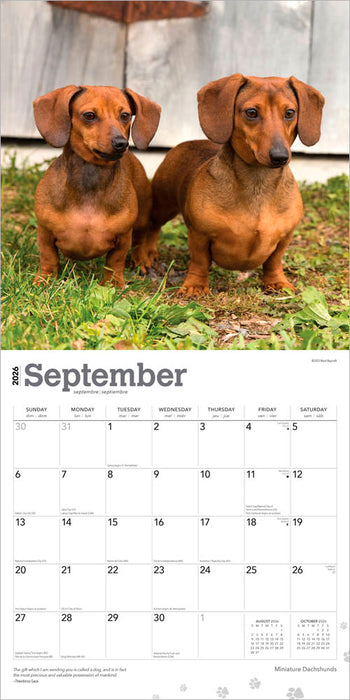 Miniature Dachshunds 2026 Square Wall Calendar