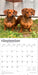 Miniature Dachshunds 2026 Square Wall Calendar