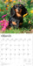 Miniature Dachshunds 2026 Square Wall Calendar