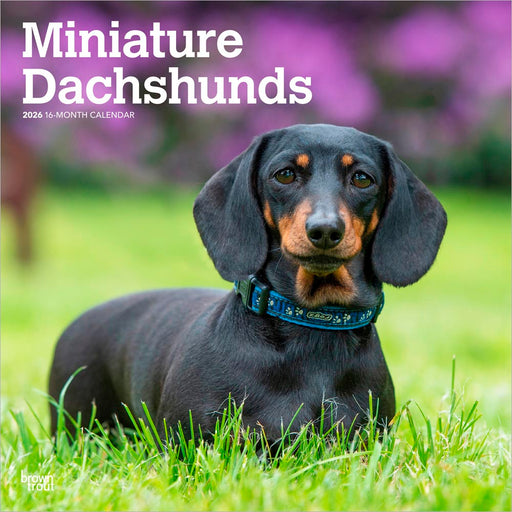 Miniature Dachshunds 2026 Square Wall Calendar