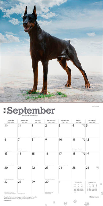 Dobermans 2026 Square Wall Calendar