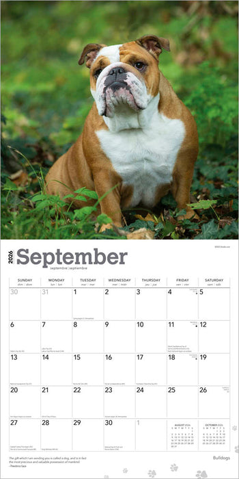 Bulldogs 2026 Square Wall Calendar