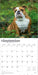 Bulldogs 2026 Square Wall Calendar