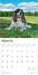 English Springer Spaniels 2026 Square Wall Calendar