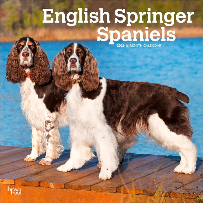 English Springer Spaniels 2026 Square Wall Calendar