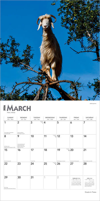 Goats in Trees 2026 Square Wall Calendar