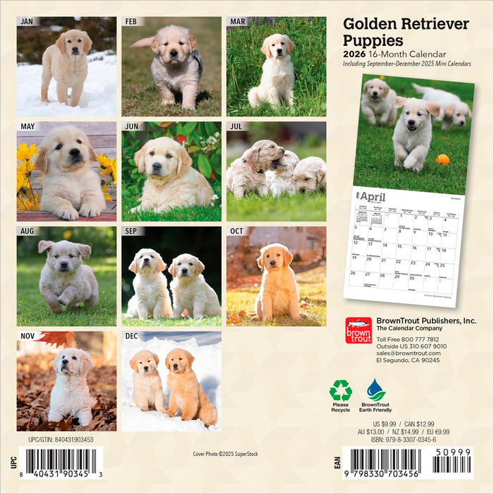 Golden Retriever Puppies 2026 Mini Wall Calendar