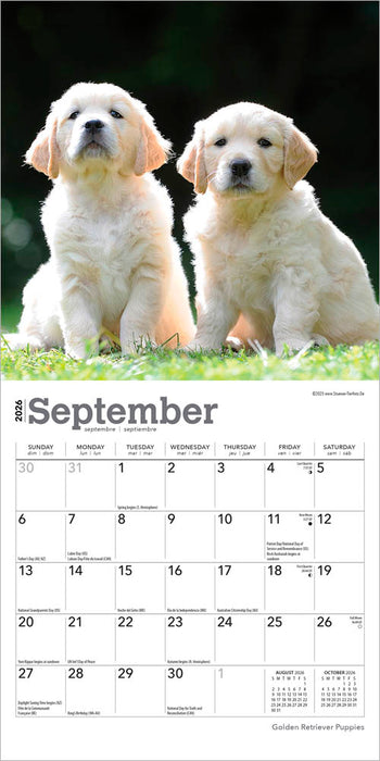 Golden Retriever Puppies 2026 Mini Wall Calendar