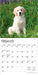 Golden Retriever Puppies 2026 Mini Wall Calendar