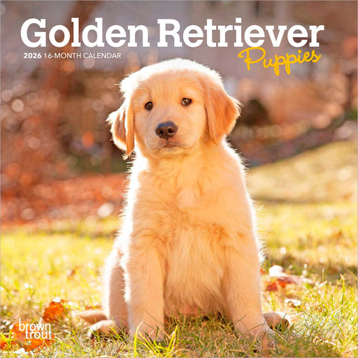 Golden Retriever Puppies 2026 Mini Wall Calendar