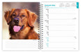 Golden Retrievers 2026 Weekly Diary