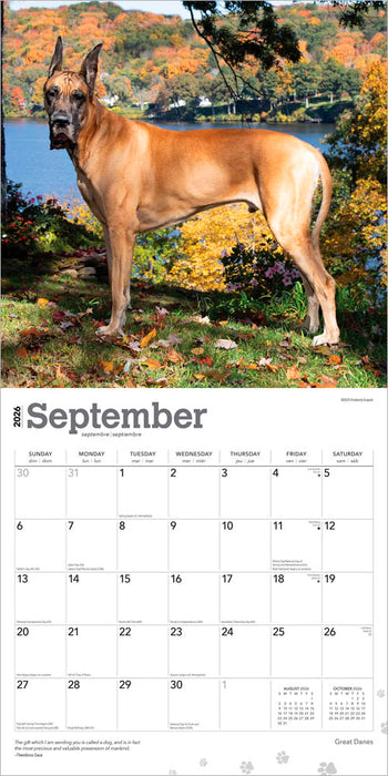 Great Danes 2026 Square Wall Calendar