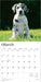 Great Danes 2026 Square Wall Calendar