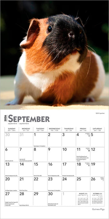 Guinea Pigs 2026 Mini Wall Calendar