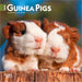 Guinea Pigs 2026 Mini Wall Calendar