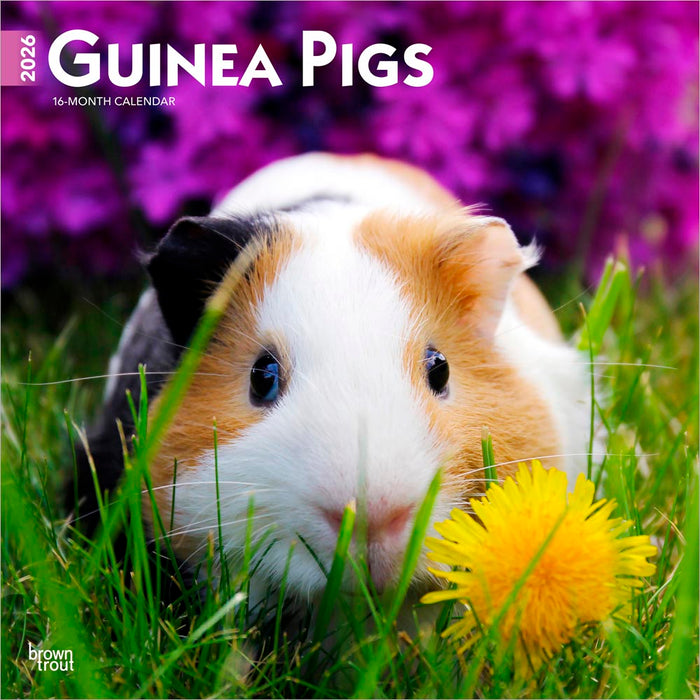 Guinea Pigs 2026 Square Wall Calendar