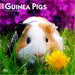 Guinea Pigs 2026 Square Wall Calendar