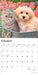 Kittens and Puppies 2026 Square Wall Calendar