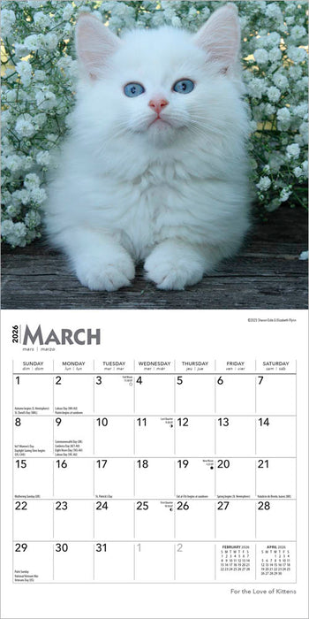 For the Love of Kittens 2026 Mini Wall Calendar