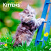 For the Love of Kittens 2026 Mini Wall Calendar