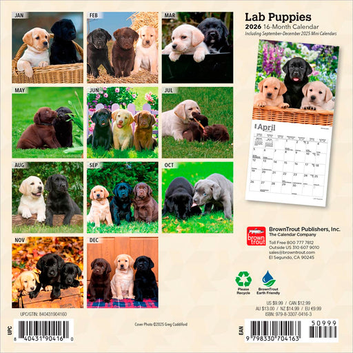 Lab Puppies 2026 Mini Wall Calendar