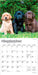 Lab Puppies 2026 Mini Wall Calendar