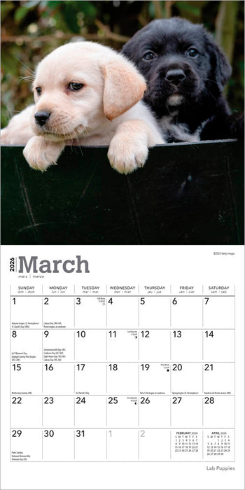 Lab Puppies 2026 Mini Wall Calendar