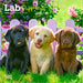 Lab Puppies 2026 Mini Wall Calendar