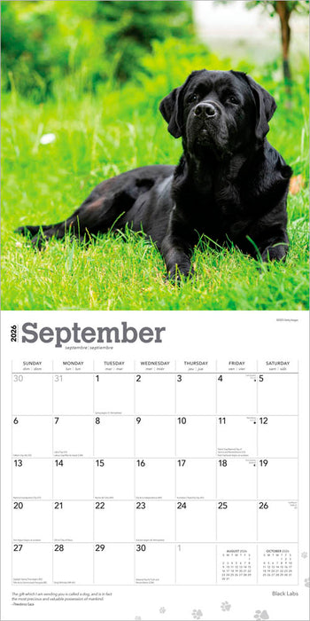 Black Labrador Retrievers 2026 Square Wall Calendar