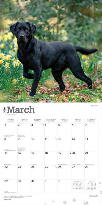 Black Labrador Retrievers 2026 Square Wall Calendar