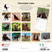 Chocolate Labrador Retrievers 2026 Square Wall Calendar