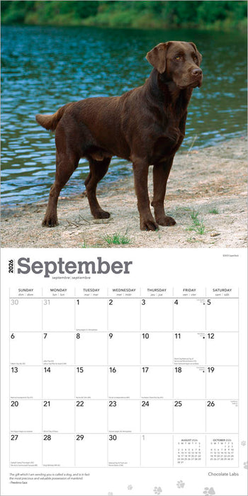 Chocolate Labrador Retrievers 2026 Square Wall Calendar
