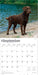 Chocolate Labrador Retrievers 2026 Square Wall Calendar